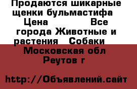 Продаются шикарные щенки бульмастифа › Цена ­ 45 000 - Все города Животные и растения » Собаки   . Московская обл.,Реутов г.